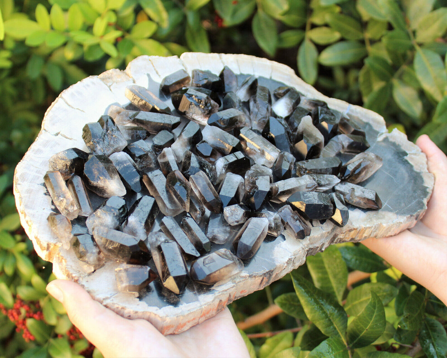 1/2 lb Bulk Smoky Quartz & Clear Quartz Crystal Collection Box (Natural Points)
