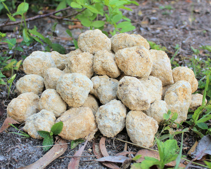 Break Your Own Geodes | Large Unopened Indian Geodes | Bulk Lot by Pound