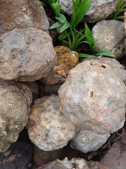 5 lbs Premium Kentucky Uncut Geodes Agates Nodules Lapidary Quartz Crystals Sale