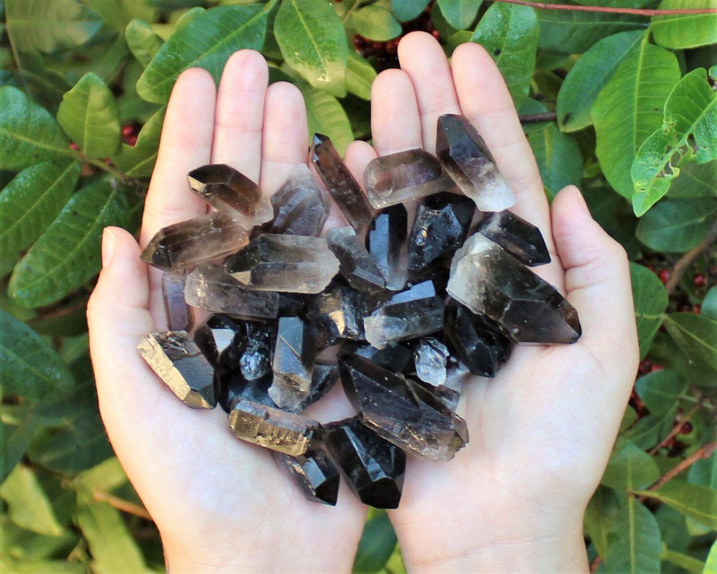 1/2 lb Bulk Smoky Quartz & Clear Quartz Crystal Collection Box (Natural Points)