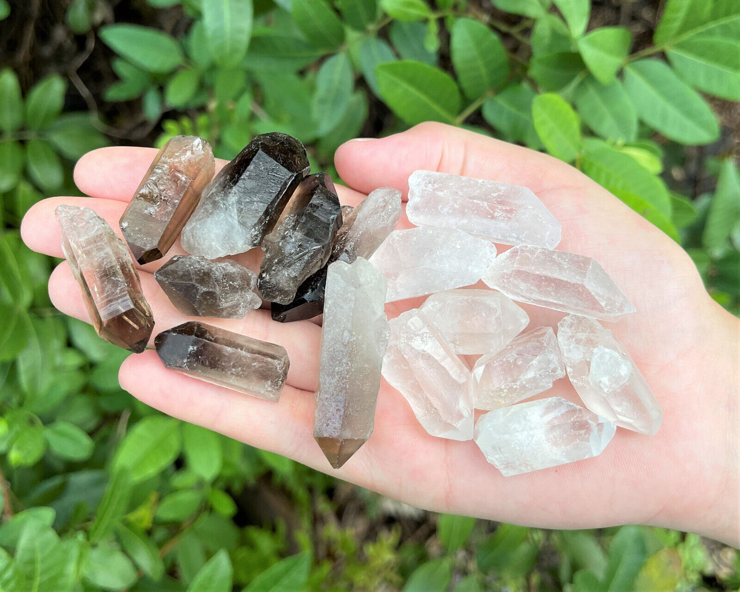 1/2 lb Bulk Smoky Quartz & Clear Quartz Crystal Collection Box (Natural Points)